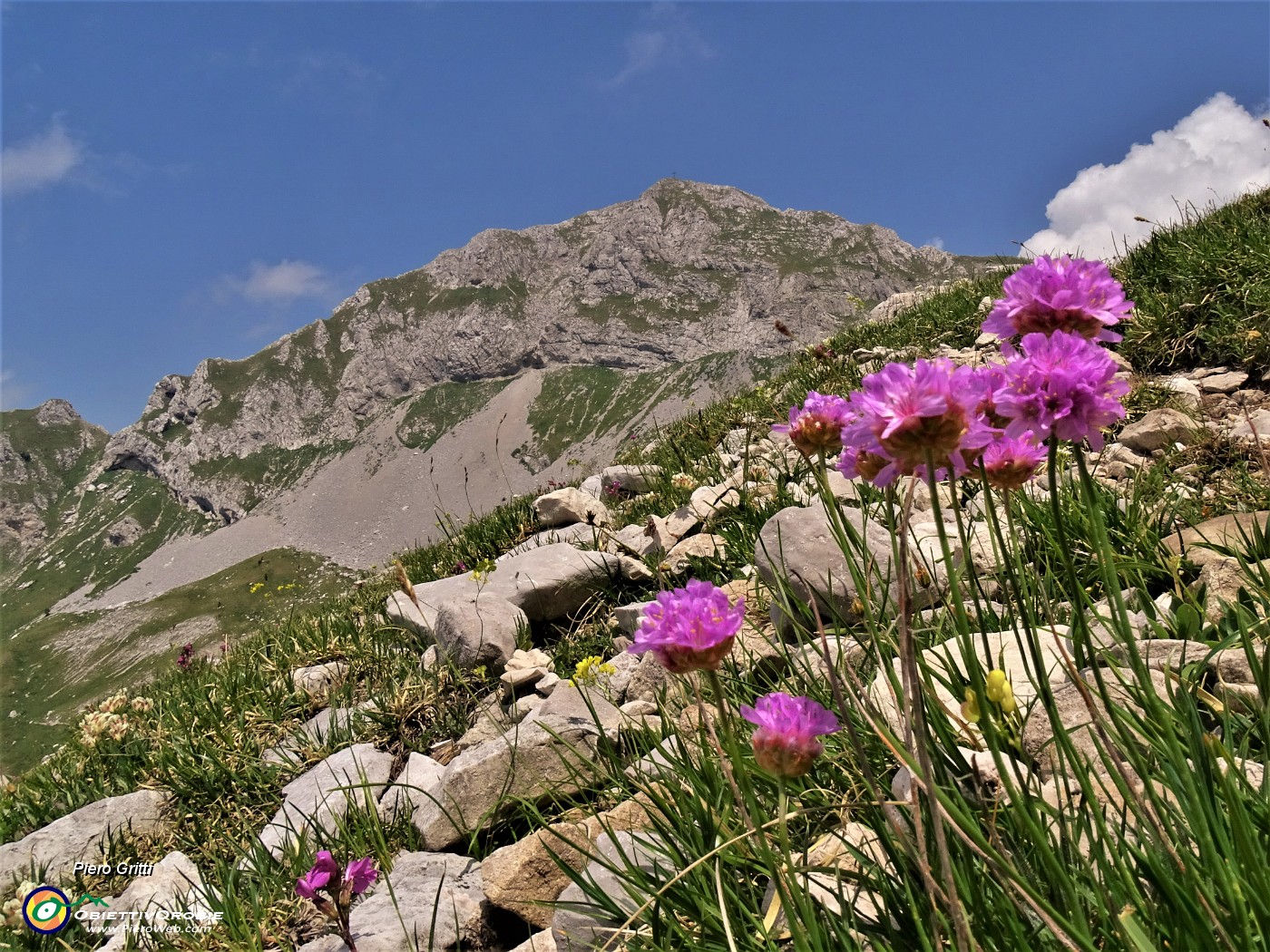 39 Armeria alpina (Spillone alpino) con cima di Corna Piana (2302 m) .JPG